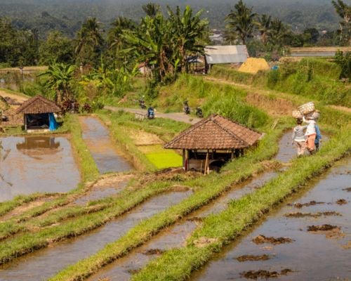 Bridge to the Heart for Indonesia